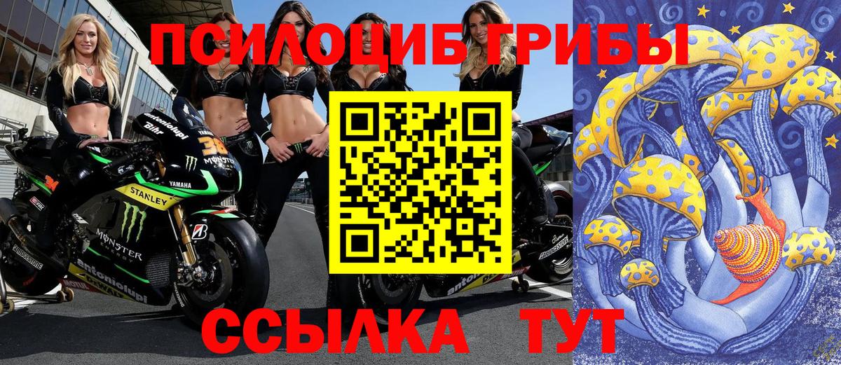 Ачхой-Мартан  Псилоцибиновые грибы мицелий  Вход с VPN 
